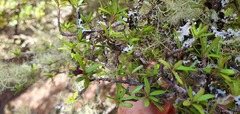 Pittosporum divaricatum