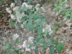 Eremosis foliosa