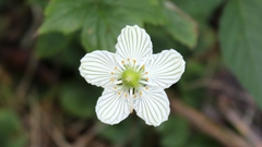 Parnassia asarifolia