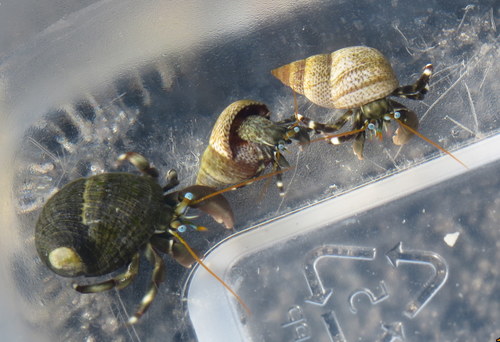 Calcinus seurati