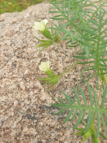 Xenostegia pinnata observed 2025-09-24