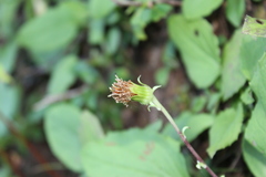 Rugelia nudicaulis