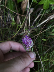 Polygala cruciata
