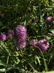 Polygala cruciata
