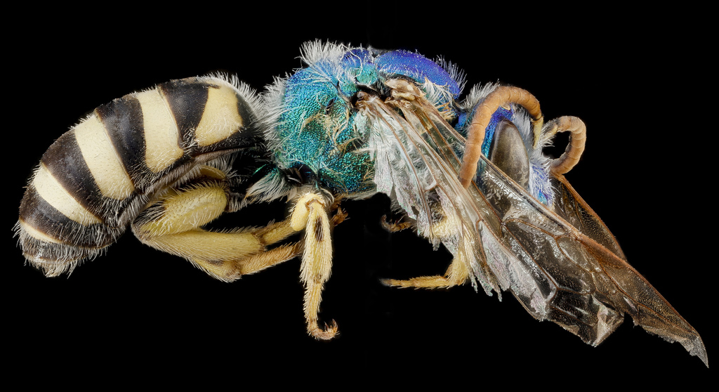 Colorado Agapostemon