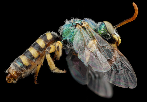 Angeles Striped Sweat Bee photo 3