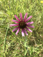 Echinacea tennesseensis