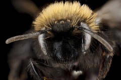 Andrena anograe