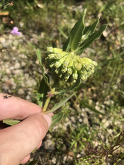 Asclepias viridiflora