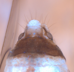 Elipsocus hyalinus