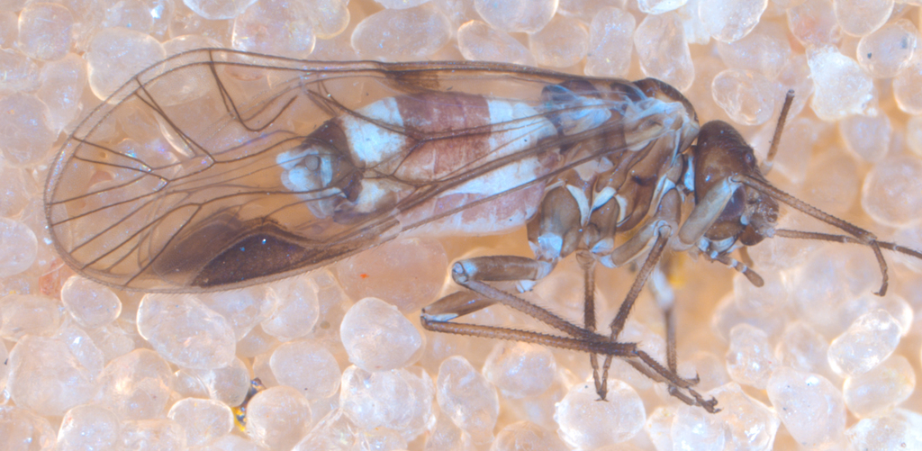 Elipsocinae