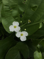 Echinodorus cordifolius