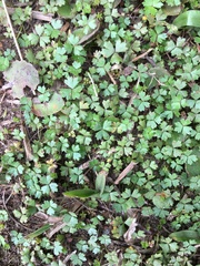 Hydrocotyle tripartita