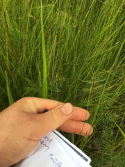 Netrostylis capillaris