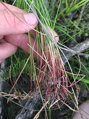 Netrostylis capillaris