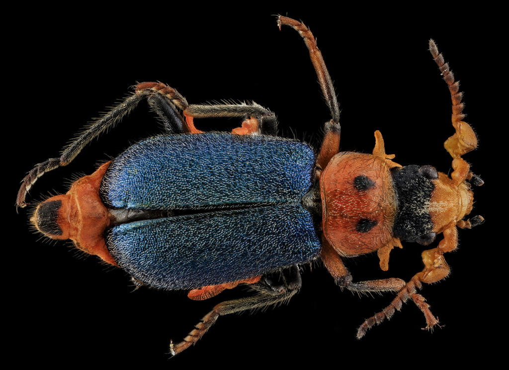 Two-Spotted Melyrid