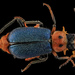 Malachiini - Photo Sem direitos reservados, uploaded by USGS Bee Inventory and Monitoring Lab