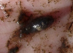 Pseudacris hypochondriaca