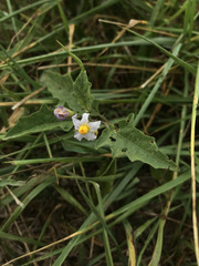 Solanum carolinense
