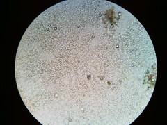 Peniophora violaceolivida