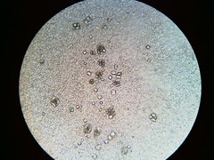 Peniophora violaceolivida