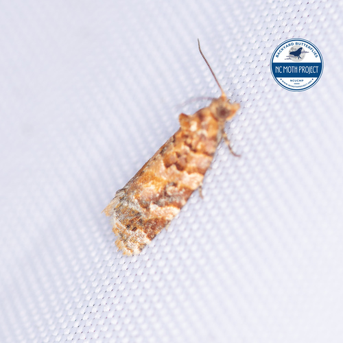 Jack Pine Tube Moth and Allies photo 3