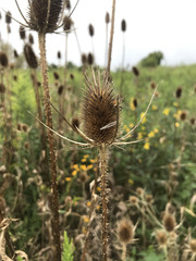 Dipsacus fullonum