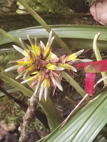 Zahn's Bromeliad (Guzmania zahnii)
