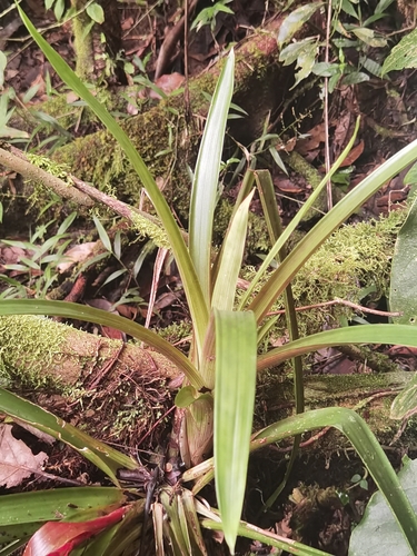 Guzmania zahnii, photograph 2
