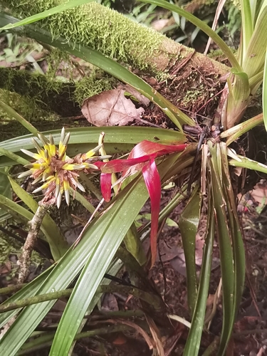 Guzmania zahnii, photograph 4