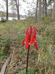 Blandfordia punicea