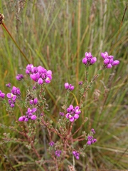 Comesperma retusum