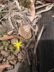 Hypoxis hygrometrica
