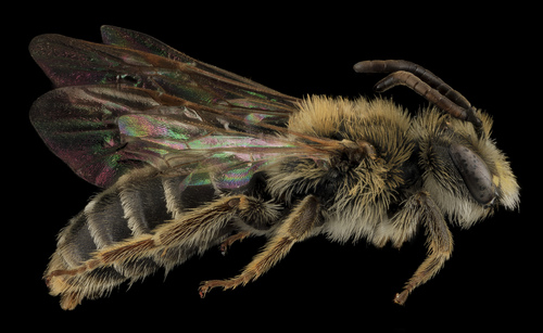 Andrena cragini