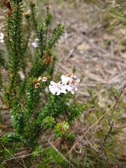 Westringia rubiifolia