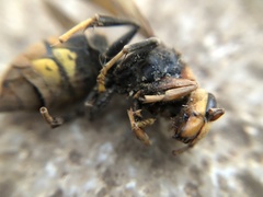 Hymenoptera