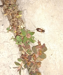 Myrmecoblatta hebardi