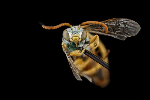 Angeles Striped Sweat Bee photo 5