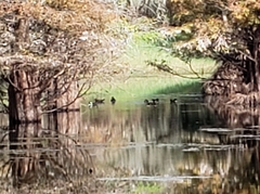 Lophodytes cucullatus image