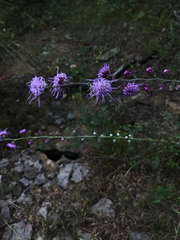 Liatris aspera