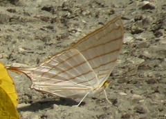 Marpesia harmonia