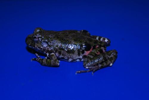 Four-eyed Frog, Pleurodema bibroni