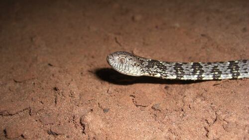 Variegated Snail-eater