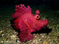 Rhinopias eschmeyeri