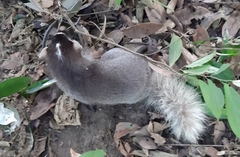 Melogale moschata