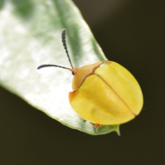 Paraselenis amplicollis