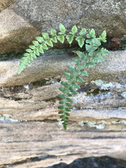 Asplenium bradleyi