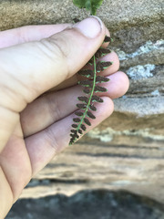 Asplenium bradleyi