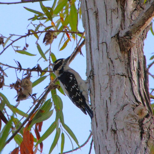 iNaturalist observation photo of Downy Woodpecker