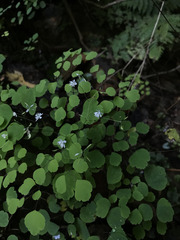 Thalictrum clavatum